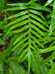 Lecanopteris novae-zealandiae. Pinnatifid fertile frond with sori bulging on the adaxial surface.
 Image: L.R. Perrie © Leon Perrie CC BY-NC 3.0 NZ